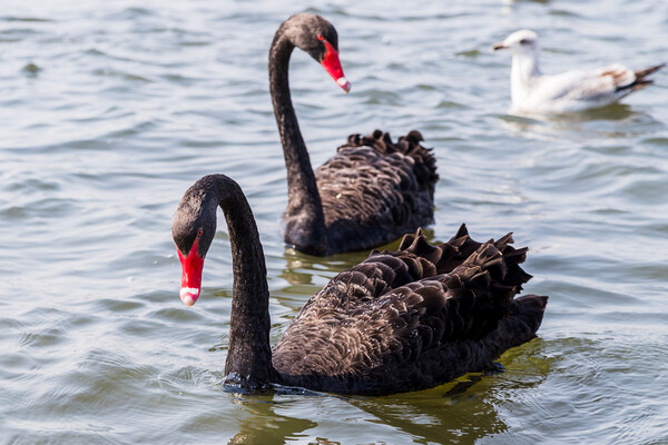 Black Swan pair in the wild Picture Board by Jason Wells