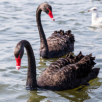 Buy canvas prints of Black Swan pair in the wild by Jason Wells
