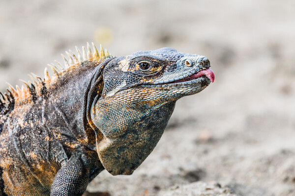 Black iguana with its tongue out Picture Board by Jason Wells