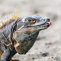 Buy canvas prints of Black iguana with its tongue out by Jason Wells