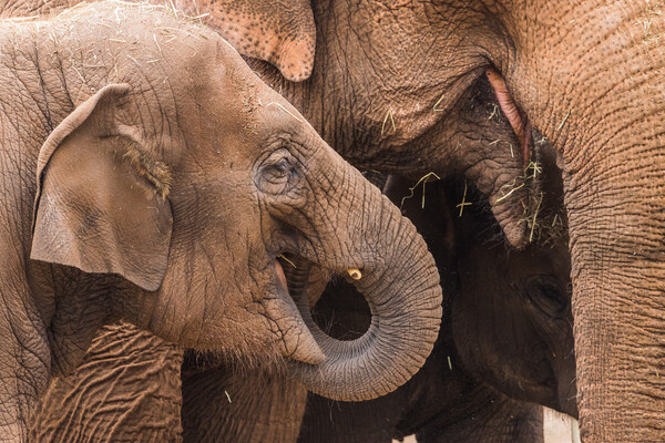 Three elephants feeding Picture Board by Jason Wells