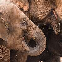 Buy canvas prints of Three elephants feeding by Jason Wells