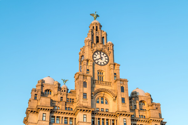 Liver Birds standing proudly Picture Board by Jason Wells