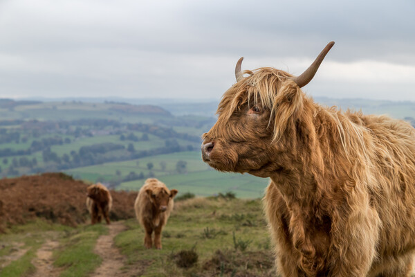 Highland cow trio at Baslow Edge Picture Board by Jason Wells