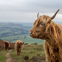 Buy canvas prints of Highland cow trio at Baslow Edge by Jason Wells