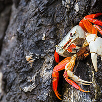 Buy canvas prints of Halloween crab by Jason Wells