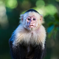 Buy canvas prints of White Faced Capuchin in Costa Rica by Jason Wells