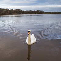 Buy canvas prints of Mute Swan on the Carr Mill Dam by Jason Wells