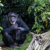 Buy canvas prints of Western Chimpanzee looking at the camera by Jason Wells