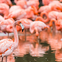 Buy canvas prints of Flamboyance of flamingos by Jason Wells