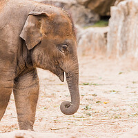 Buy canvas prints of Young Asian elephant by Jason Wells