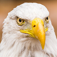 Buy canvas prints of Square crop portrait of a Bald Eagle by Jason Wells