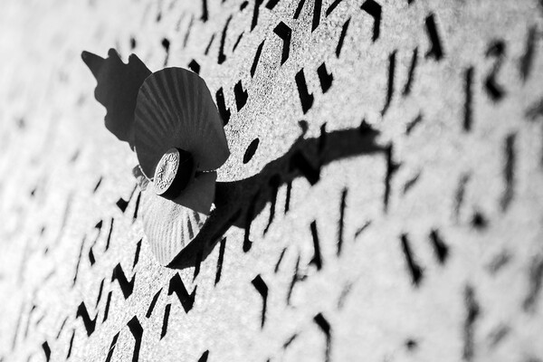 Poppy in black and white Picture Board by Jason Wells