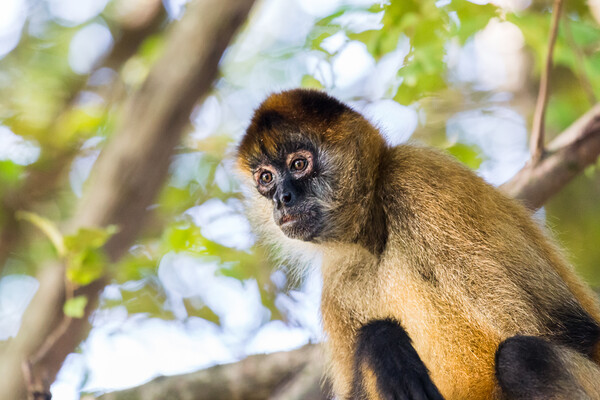 Spider monkey in a tree Picture Board by Jason Wells