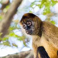 Buy canvas prints of Spider monkey in a tree by Jason Wells