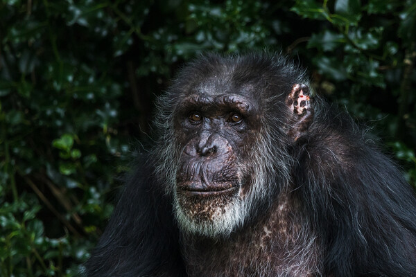 Portrait of a Western Chimpanzee Picture Board by Jason Wells