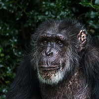Buy canvas prints of Portrait of a Western Chimpanzee by Jason Wells