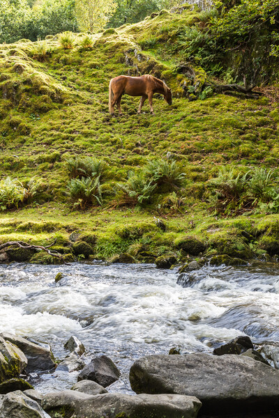 Horse at the foot of Llanberis Falls Picture Board by Jason Wells