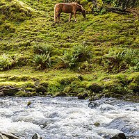 Buy canvas prints of Horse at the foot of Llanberis Falls by Jason Wells