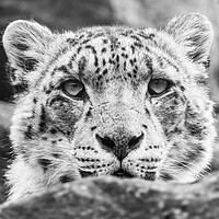 Buy canvas prints of Close up of a Snow Leopard by Jason Wells