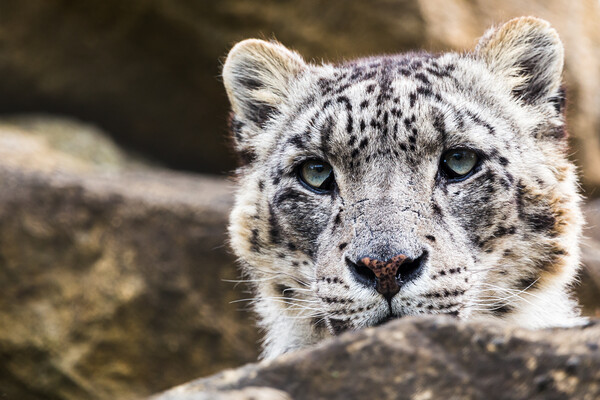 Snow Leopard on the rocks Picture Board by Jason Wells