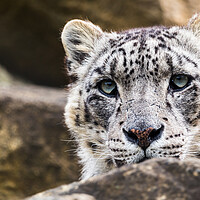 Buy canvas prints of Snow Leopard on the rocks by Jason Wells
