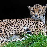 Buy canvas prints of Cheetah in its den by Jason Wells