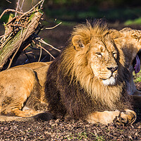 Buy canvas prints of Asiatic lion pair in the sun by Jason Wells