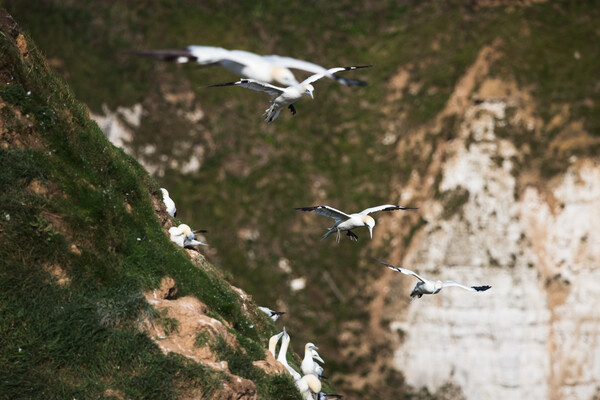 Northern gannets in flight as they pass a colony Picture Board by Jason Wells