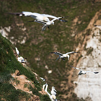 Buy canvas prints of Northern gannets in flight as they pass a colony by Jason Wells