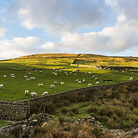 Buy canvas prints of Sheep on Cheeks Hill by Jason Wells
