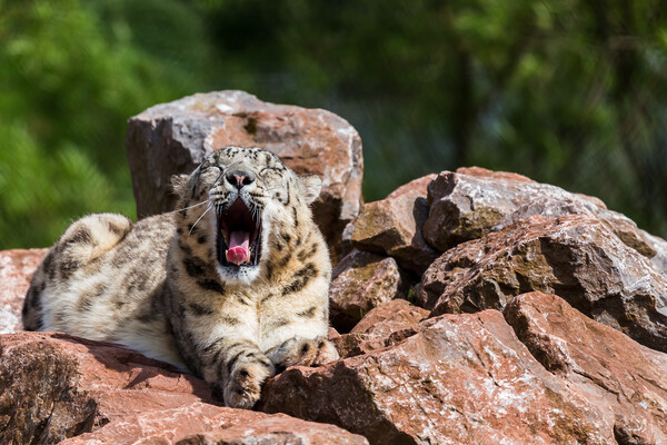 Snow Leopard yawning Picture Board by Jason Wells