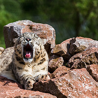 Buy canvas prints of Snow Leopard yawning by Jason Wells