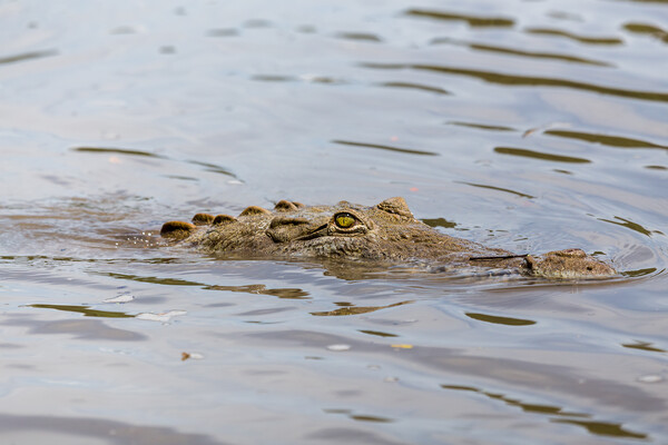 American Crocodile lurking in the water Picture Board by Jason Wells