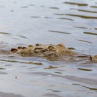 Buy canvas prints of American Crocodile lurking in the water by Jason Wells