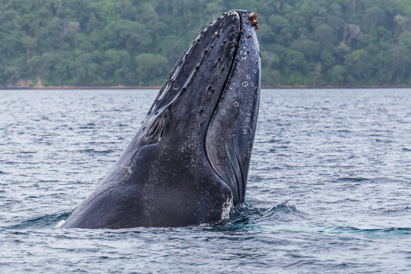 Close-up of a humpback whale breaching Picture Board by Jason Wells