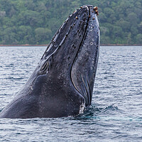 Buy canvas prints of Close-up of a humpback whale breaching by Jason Wells