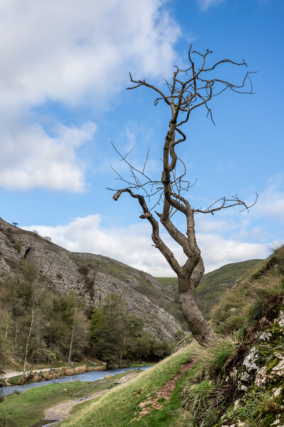 Lonely tree at Dovedale Picture Board by Jason Wells