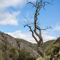 Buy canvas prints of Lonely tree at Dovedale by Jason Wells
