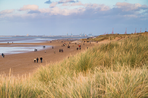 Overlooking the dune grass on Leasowe Beach Picture Board by Jason Wells