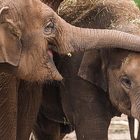 Buy canvas prints of Close up of an Asian elephant pair by Jason Wells
