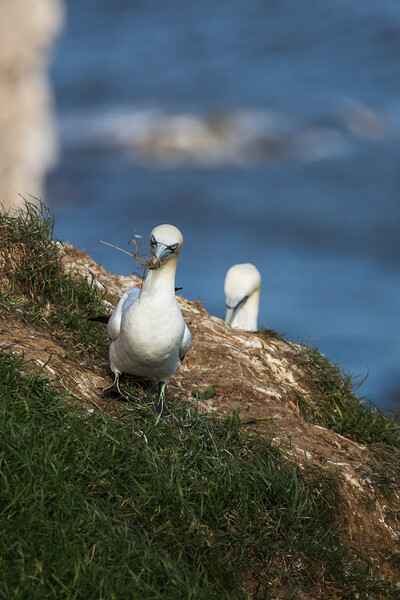 Northern gannet ferrying grass back to its nest Picture Board by Jason Wells