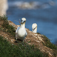 Buy canvas prints of Northern gannet ferrying grass back to its nest by Jason Wells