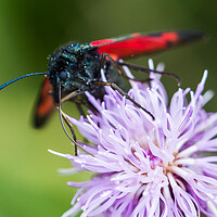 Buy canvas prints of Burnet moth on a thistle flower by Jason Wells