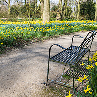 Buy canvas prints of Bench surrounded by daffodils by Jason Wells