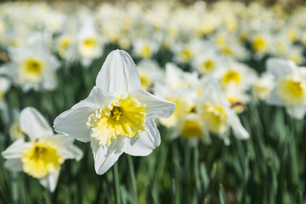 White daffodils at spring Picture Board by Jason Wells