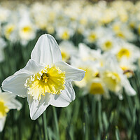 Buy canvas prints of White daffodils at spring by Jason Wells