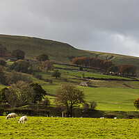 Buy canvas prints of Sheep grazing in Hope Valley by Jason Wells