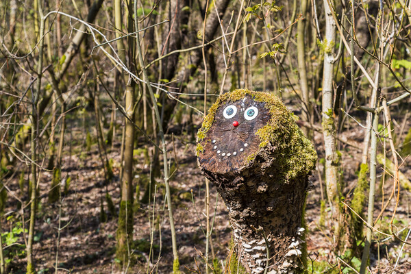 Smiling face on a tree stump Picture Board by Jason Wells
