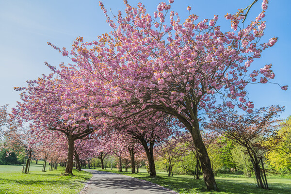 Cherry blossom on an avenue of trees Picture Board by Jason Wells